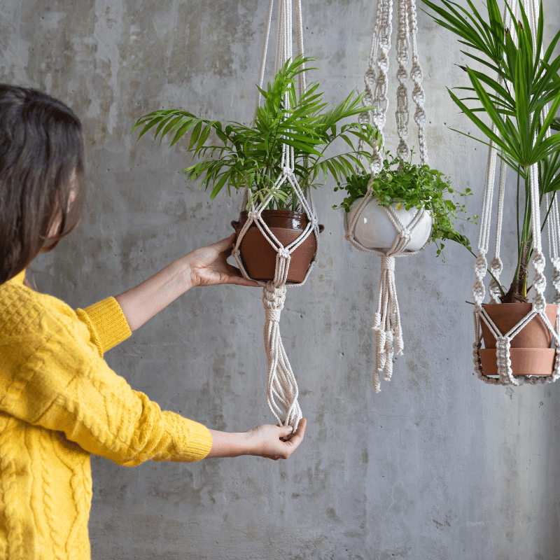 Plantas Suspensas